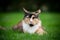 Calico maine coon cat on grass