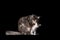 Calico maine coon cat mother and kitten together on black background