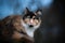 Calico maine coon cat outdoors in blue hour