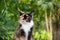 calico maine coon cat outdoors portrait in green nature