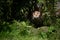 calico maine coon cat on the prowl lurking under ferns and plants