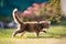 Calico maine coon kitten walking in sunlight