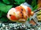 Calico Oranda Goldfish