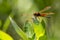 Calico Pennant Dragonfly on Leaf, Closeup