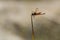 Calico Pennant Dragonfly on Reed