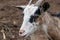 Calico spotted dappled pattern goat head close-up