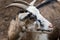 Calico spotted dappled pattern goat head close-up