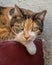 Calico tabby cat resting head on paw on painted step