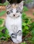 Calico tabico white tabby kitten