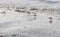 Calidris alba looking for food on the beach