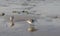 Calidris alba looking for food on the beach