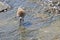 Calidris Alpina Dunlin Dipping Bill In Water