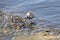 Calidris Alpina Dunlin Standing In Water In Soft Focus