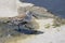 Calidris Alpina Dunlin Strolling On Pier