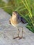 Calidris temminckii. Temminck\'s stint close up