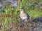 Calidris temminckii. Temminck\'s stint among coastal thickets in