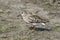 Calidris temminckii. Temminck`s stint a summer day on the Yamal