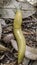 California Banana Slug