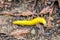 California Banana Slug Ariolimax californicus crawling.