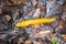 California Banana Slug Ariolimax californicus on wet leaves