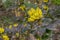 California barberry Mahonia pinnata shiny leaves and yellow flowers