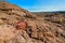 California barrel cactus, compass barrel (Ferocactus cylindraceus) and Engelmann prickly pear