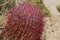 California Barrel Cactus, Ferocactus cylindraceus