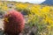 California Barrel Cactus Stands Along Among BrittleBrush