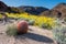 California Barrel Cactus Stands In Front of Bristlebush Bloom