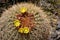 California Barrel Cactus yellow flowers