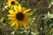 California Beauty, nature, flowers, wild sunflower