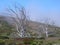 California Black Oak, golden grass, and blue sky