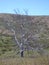 California Black Oak, golden grass, and blue sky