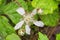 California blackberry Rubus ursinus flower covered in water droplets, California