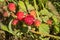 California blackberry Rubus ursinus fruits, California