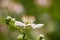 California blackberry Rubus ursinus wildflower