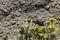 California Blister Beetle, Mojave Desert