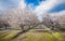 California Blossom Trail