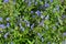 California Bluebell phacelia campanularia flowers.