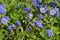 California Bluebell phacelia campanularia flowers.