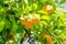 California bright orange fruit tree in downtown sacramento in ca