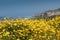 California Brittlebush Along California`s Rugged Coast