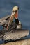 California Brown Pelican