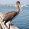 California Brown Pelican