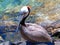 California Brown Pelican in Cabo San Lucas marina in Baja California Mexico