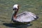 California Brown Pelican in Cabo San Lucas marina in Baja California Mexico