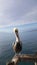 California Brown Pelican in flight Pelecanus occidentalis
