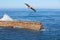 California Brown Pelican in flight~ Waves Crashing