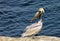 California Brown Pelican, La Jolla Cove