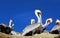 California Brown Pelican, La Jolla Cove, San Diego